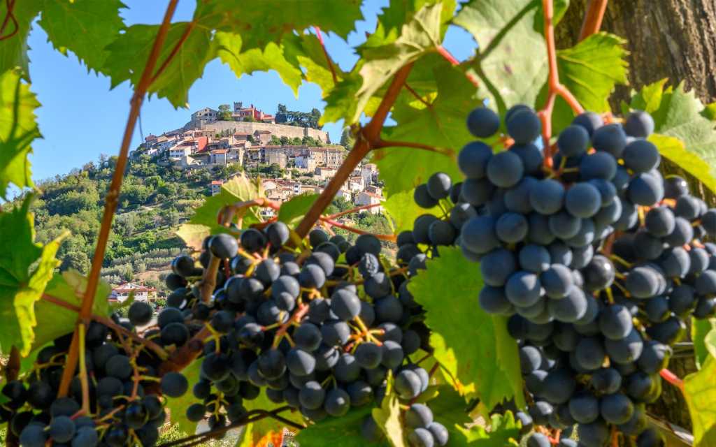 Prvi Teran Wine & Walk predstavit će ljepote Motovuna i važnost terana za ovaj kraj